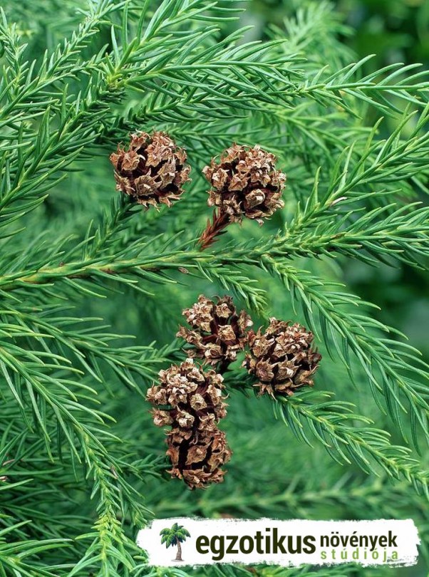Japánciprus, Cryptomeria japonica, évelő, fásszárú